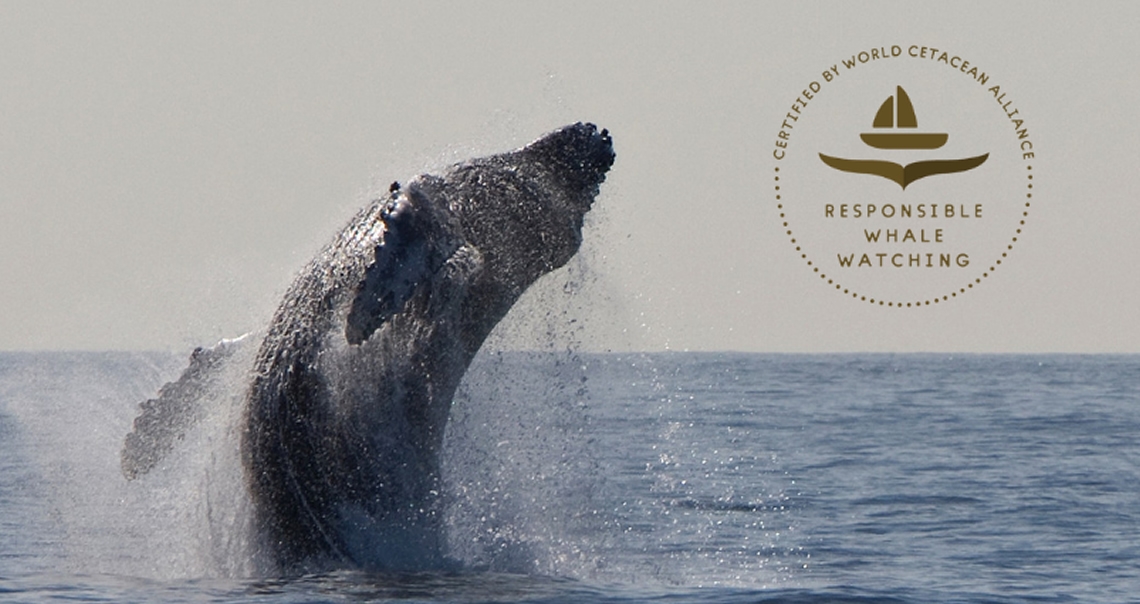 World Cetacean Alliance